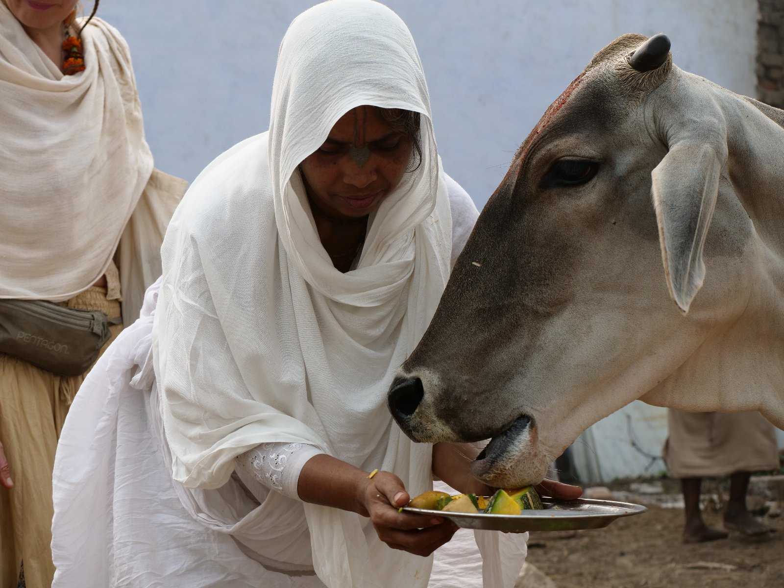  134 Gopashtami Radha kunda Govardhan 19.11.04